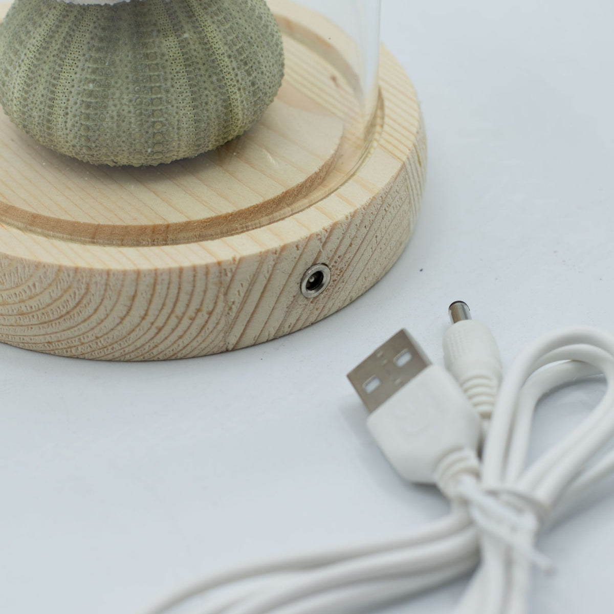 Decorazione luminosa sotto vetro – Motivo marino · USB