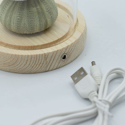 Decorazione luminosa sotto vetro – Motivo marino · USB